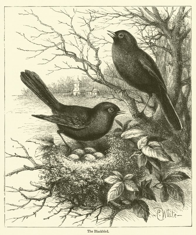 O Pássaro Negro (gravura) de English School