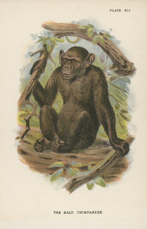 O Chimpanzé Blad de English School