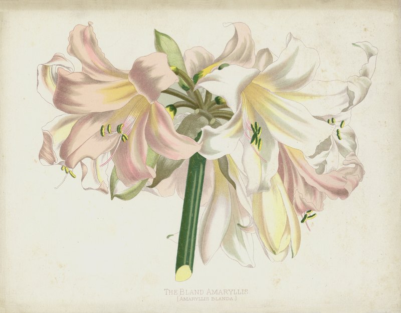 Amaryllis suave, mix Amaryllis de English School