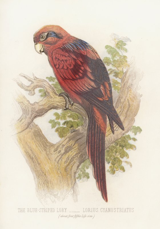 A Lory de riscas azuis, Lorius Cyanostriatus (cor litho) de English School