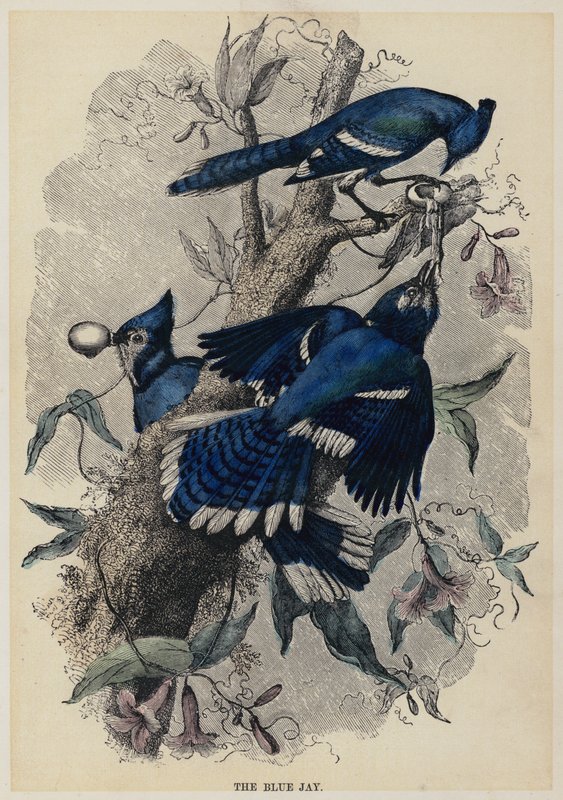 The Blue Jay (gravação a cores) de English School
