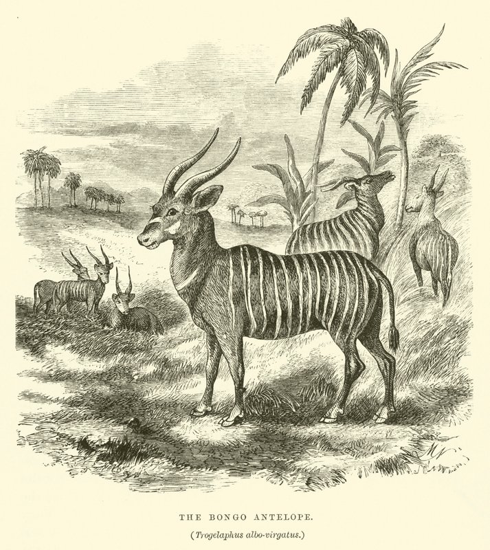 O Antílope Bongo, Trogelaphus albo-virgatus (gravura) de English School