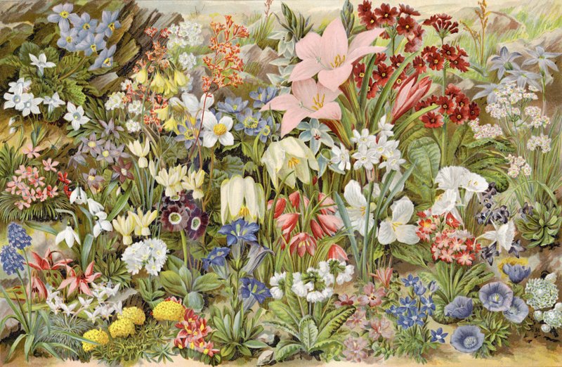 O próprio jardim alpino do menino, ou plantas de jardim ornamental e como cultivá-los de English School
