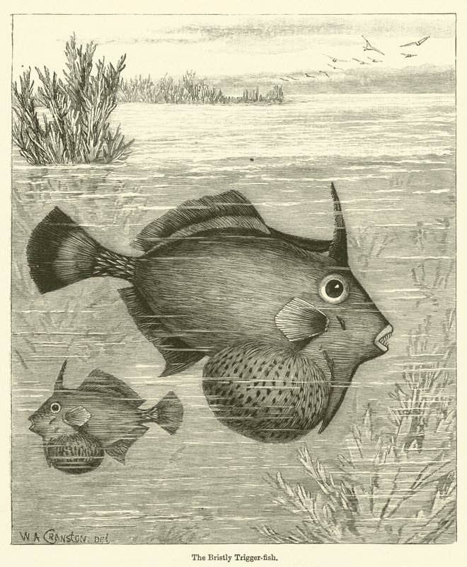 The Bristly Trigger-fish (gravura) de English School