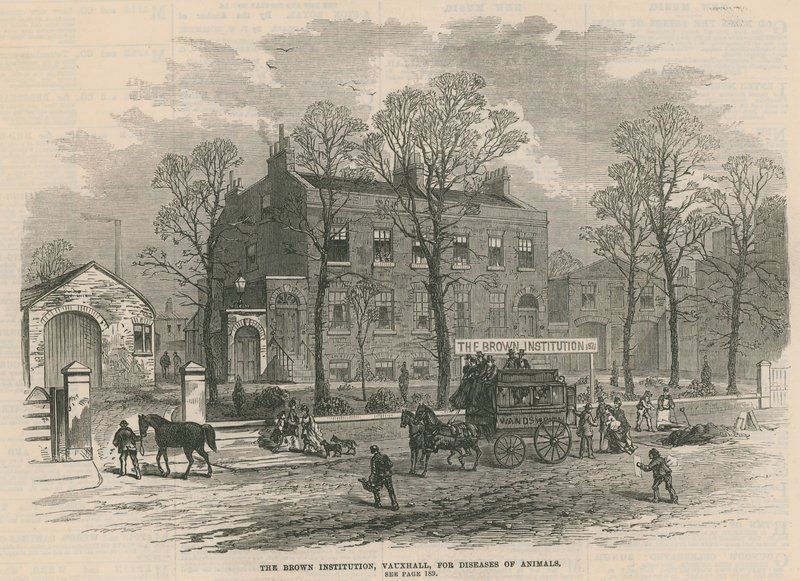 The Brown Institution, Vauxhall, para doenças de animais de English School