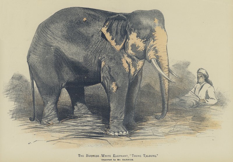 O Elefante Branco birmanês, "Toung Taloung", importado pelo Sr. Barnum (cor litho) de English School