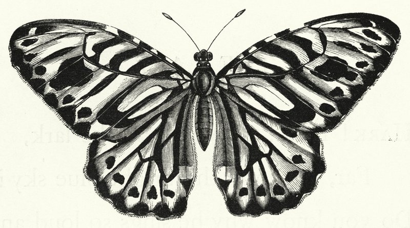A borboleta (gravura) de English School