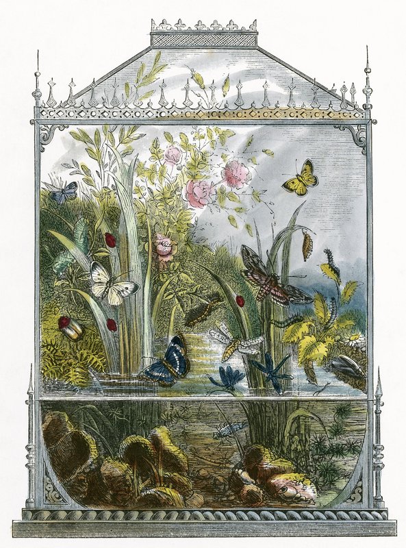 O Biotério da Borboleta de English School