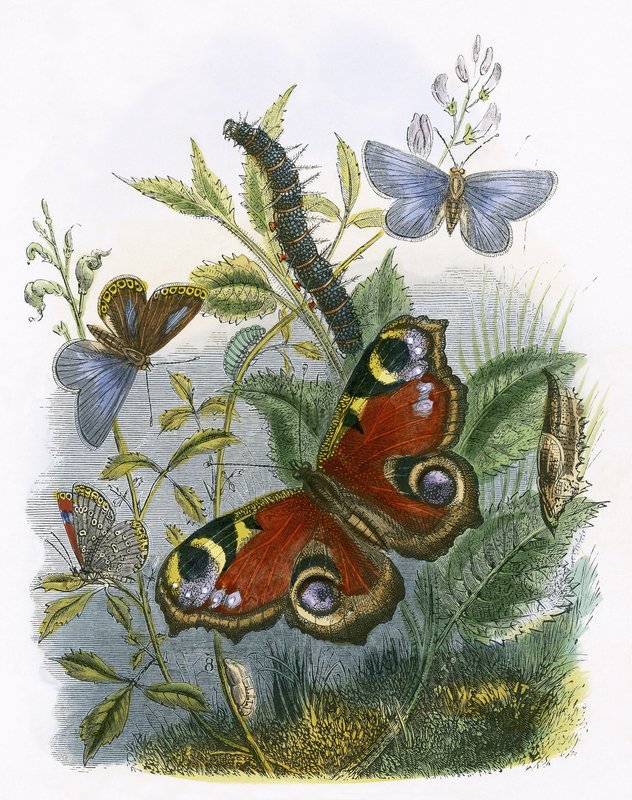 O Biotério da Borboleta de English School