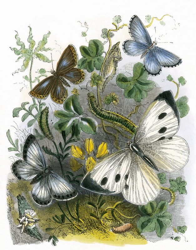 O Biotério da Borboleta de English School