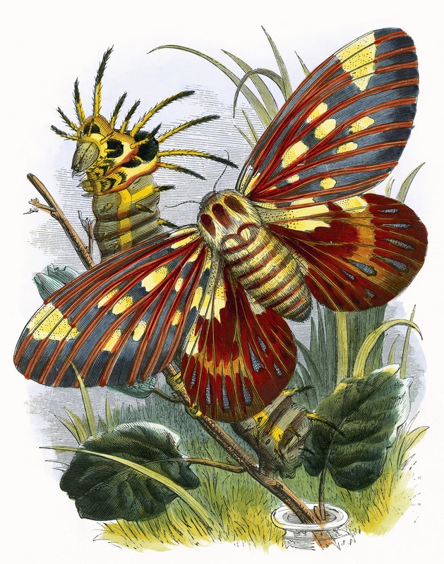 O Biotério da Borboleta de English School