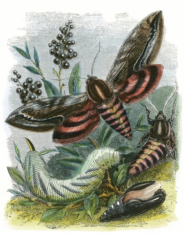 O Biotério da Borboleta de English School