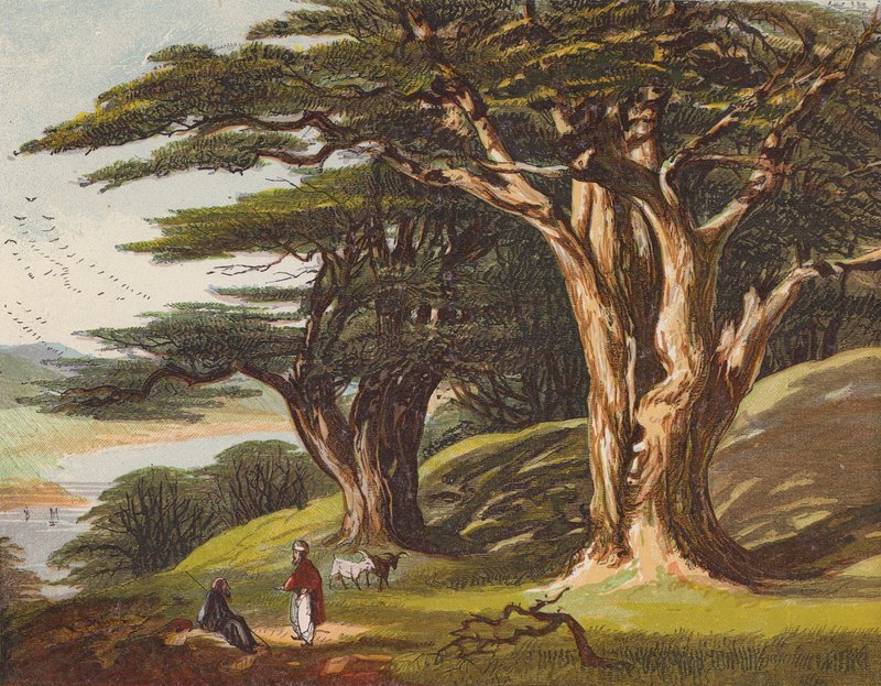 Os Cedros do Líbano (litografia a cores) de English School