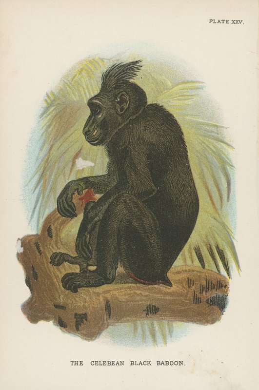 O babuíno negro celebiano de English School