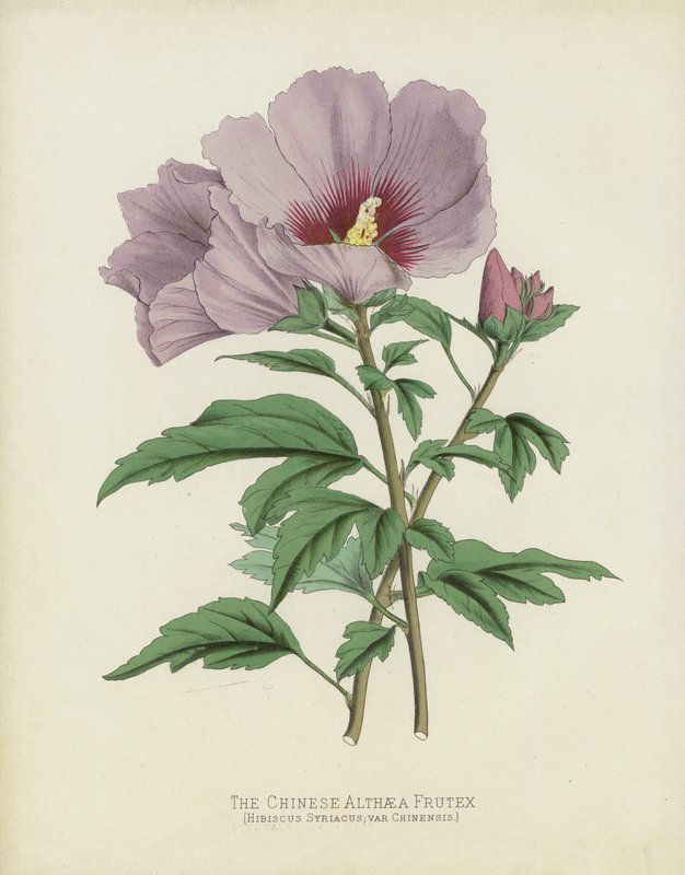 O chinês Althaea Frutex, Hibiscus Syriacus; var Chinensis de English School