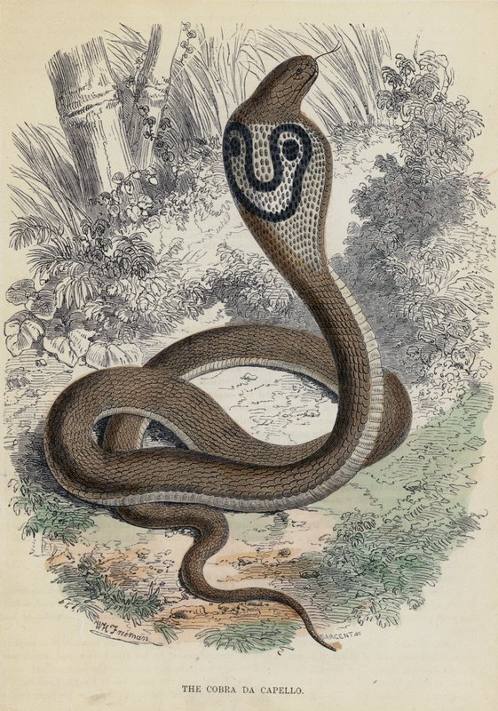 A Cobra Da Capello (gravura colorida) de English School