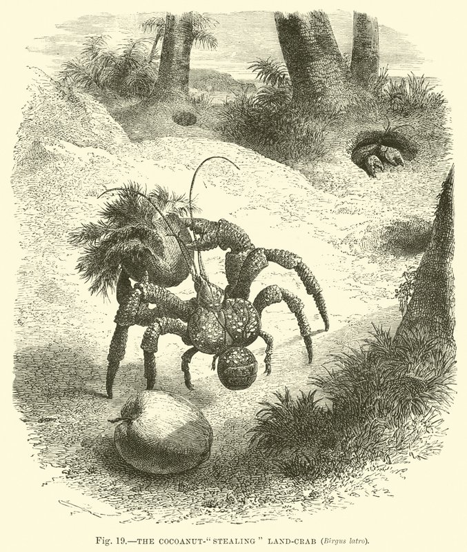 O caranguejo terrestre que rouba Cocoanut, o latão Birgus de English School