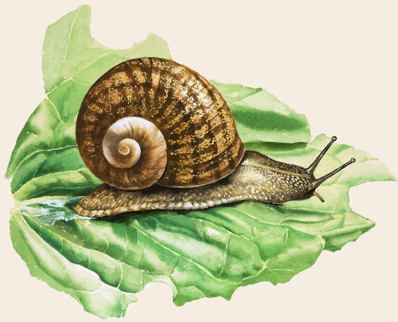 O caracol comum de jardim, ilustração de 