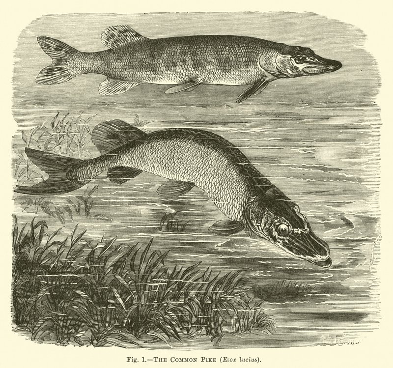 O lúcio comum, Esox lucius de English School