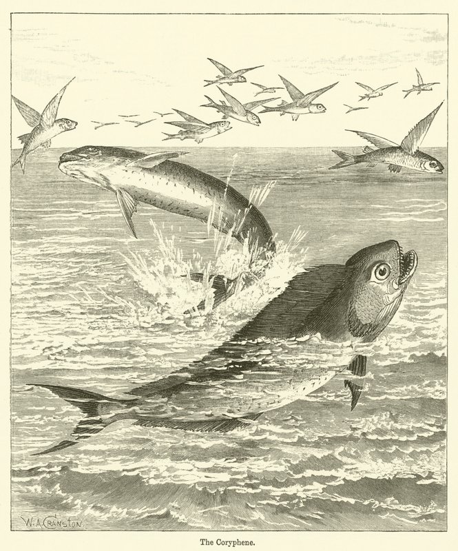 O Coryphene (gravura) de English School