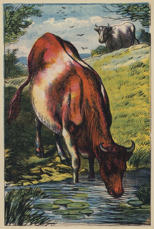 A Vaca (litografia a cores) de English School