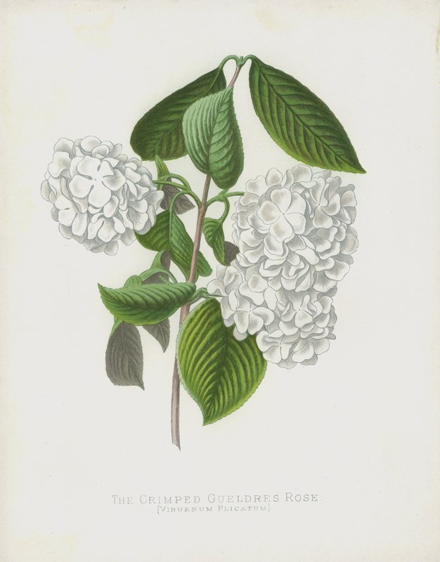 O Gueldres Crimped Rose, Viburnum Plicatum; var Dilatata de English School