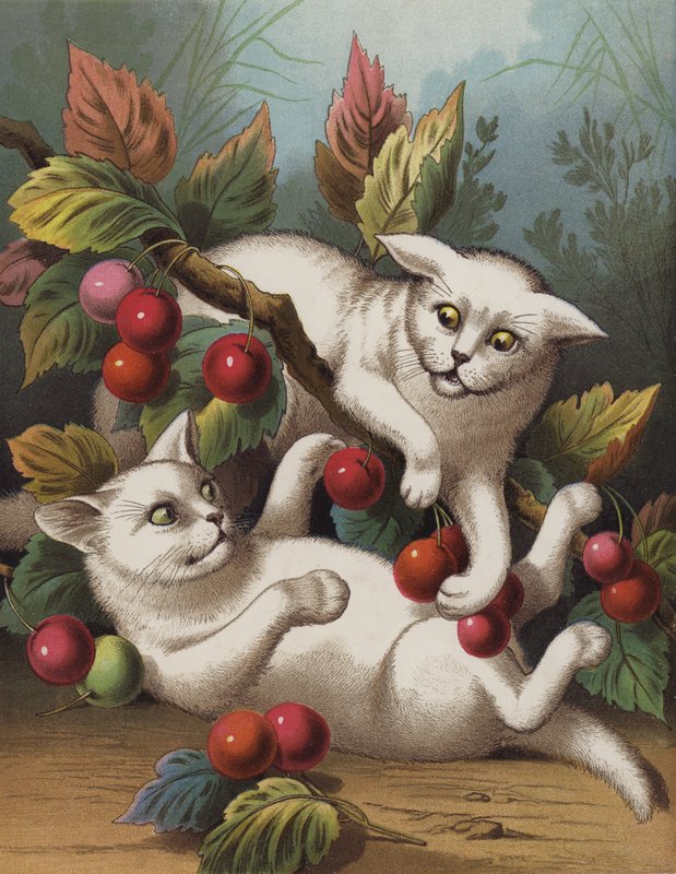 O gatinho cruzado (cromolito) de English School