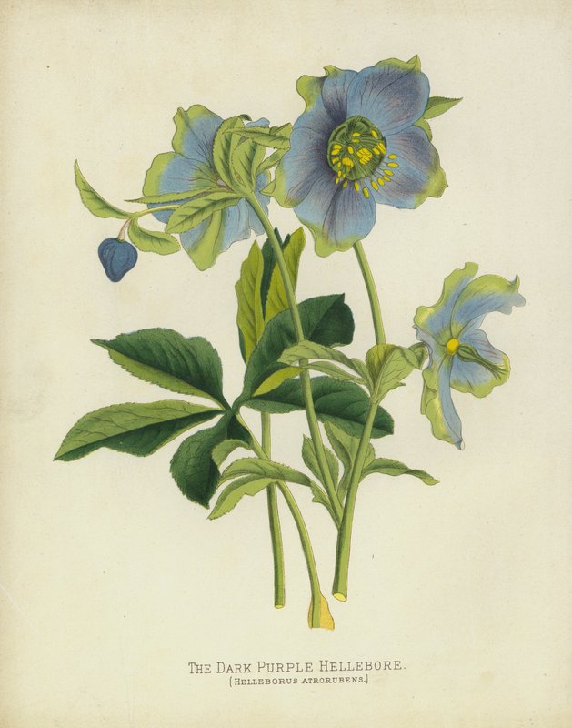 O Heléboro Roxo Escuro, Helleborus Atrorubens de English School