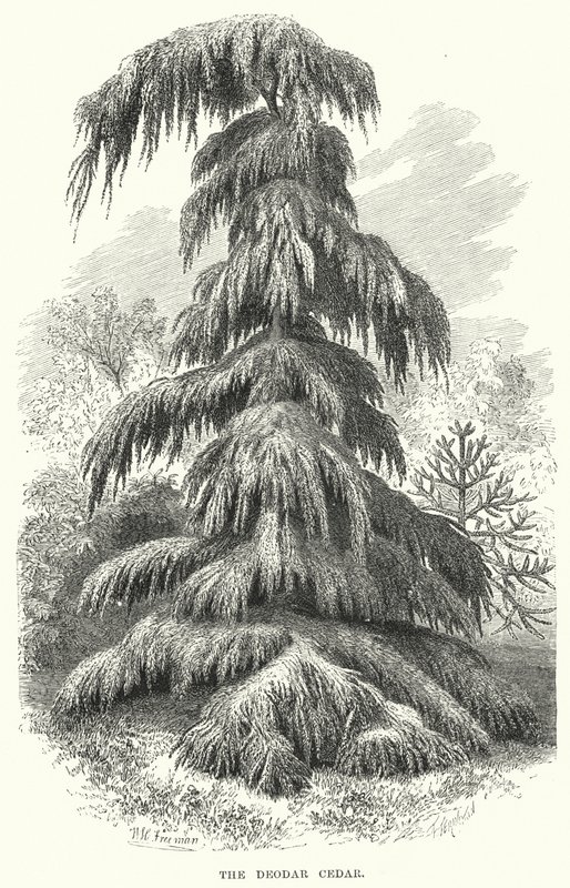 O Cedro de Deodar (gravação) de English School