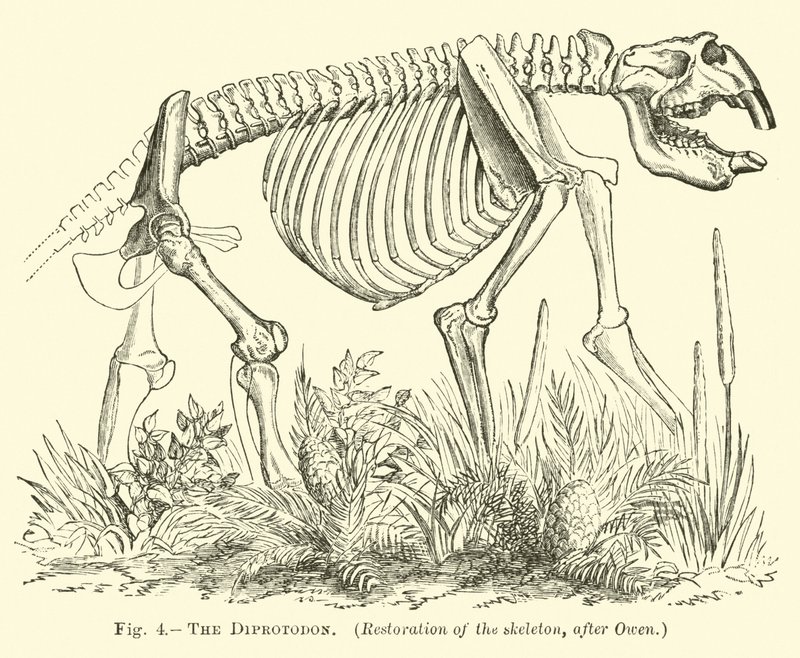 O Diprotodon de English School