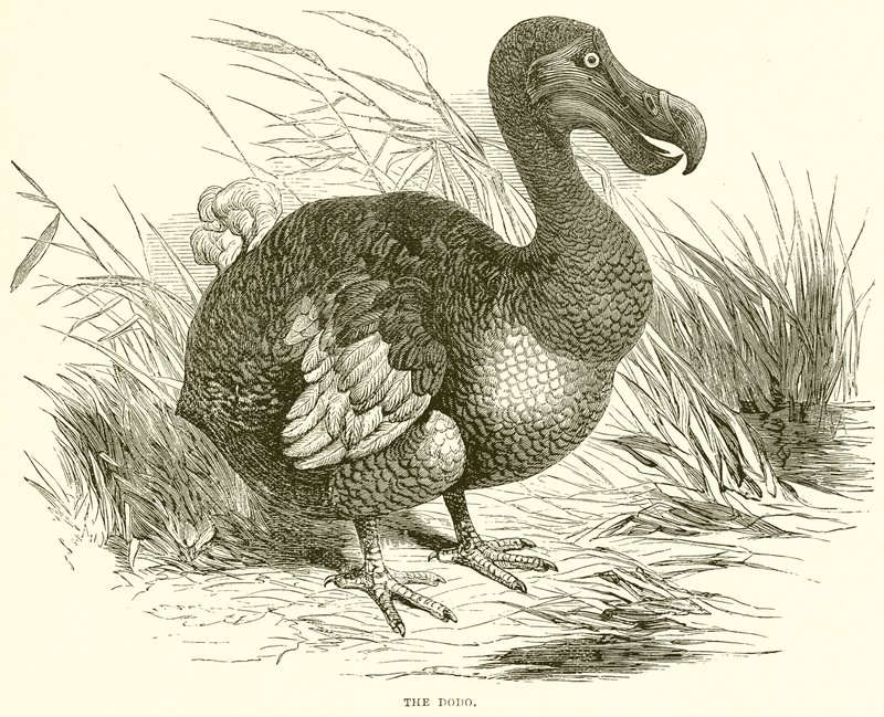 O dodo de English School