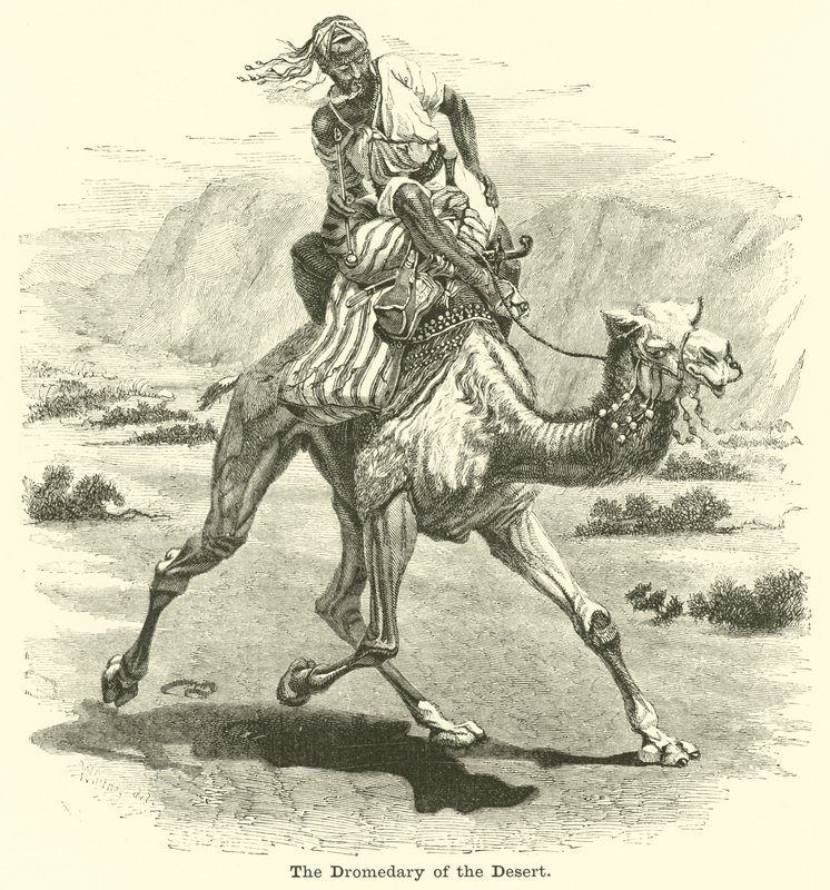 O dromedário do deserto de English School