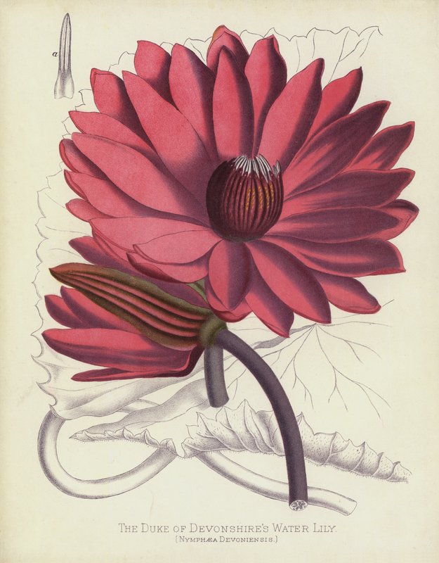 O lírio de água do Duque de Devonshires, Nymphaea Devoniensis de English School