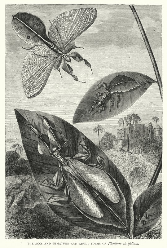 Ovos e formas imaturas e adultas de Phyllium siccifolium (gravura) de English School