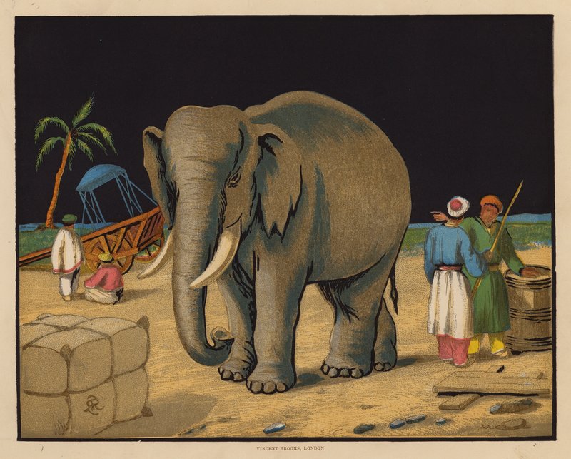 O Elefante (litografia a cores) de English School