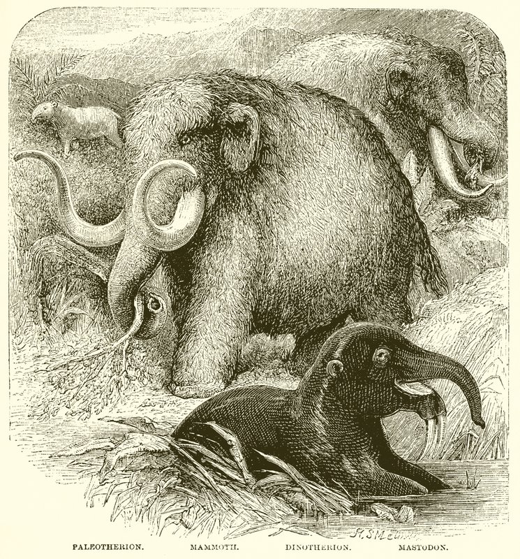 O elefante de English School