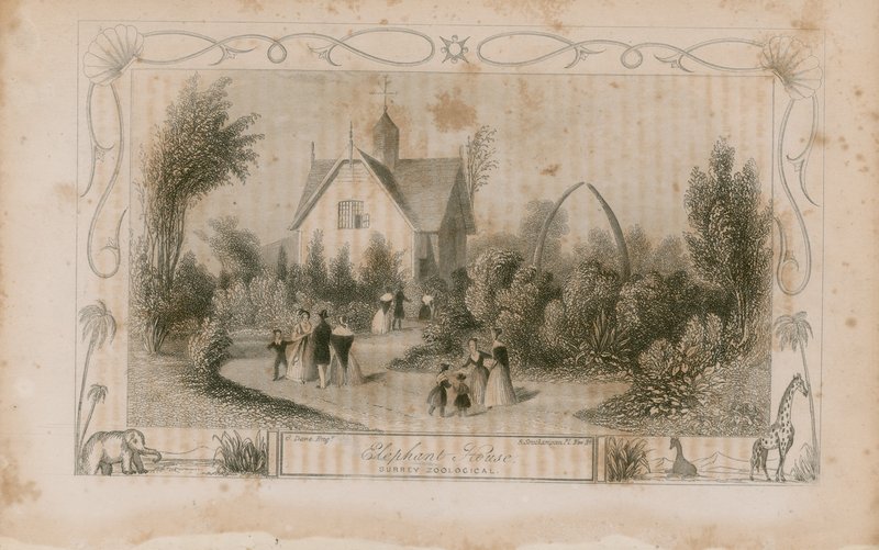 The Elephant House de English School