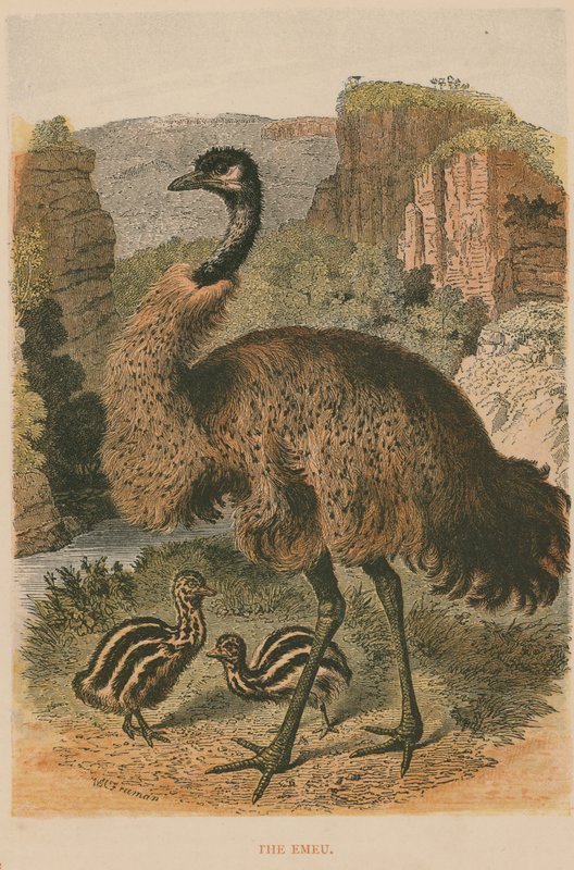 O emu de English School