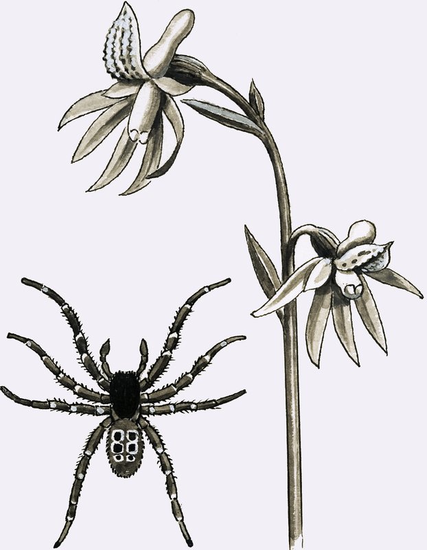 A aranha Eresus e uma escassa raiz de coral ou uma orquídea fantasma de English School