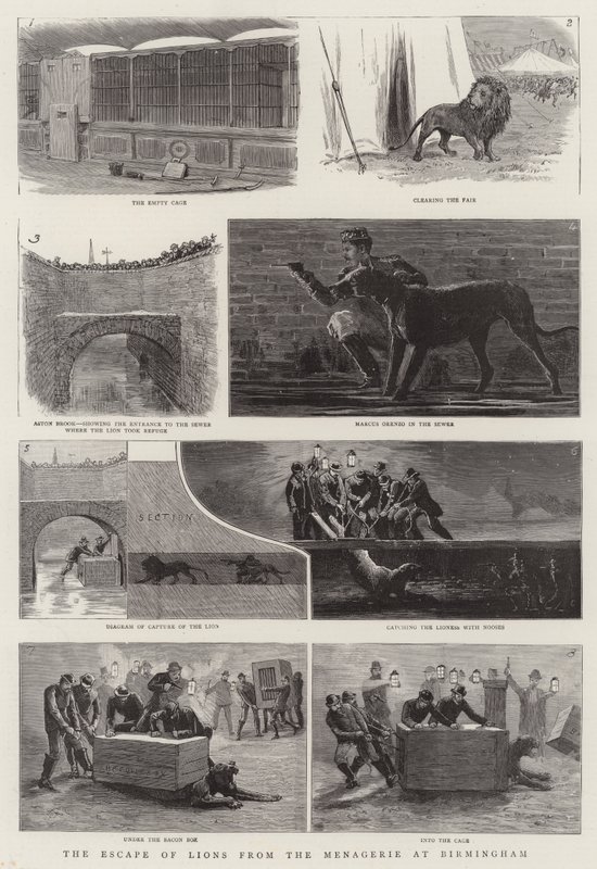 The Escape of Lions from the Menagerie at Birmingham (gravura) de English School