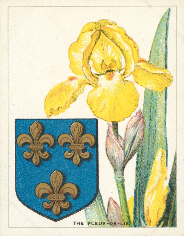 A flor-de-lis (cromolito) de English School