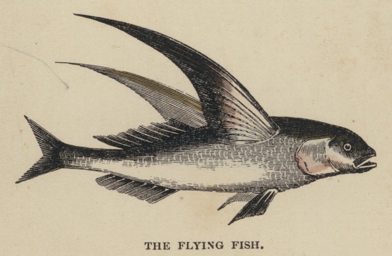 The Flying Fish (gravura colorida) de English School