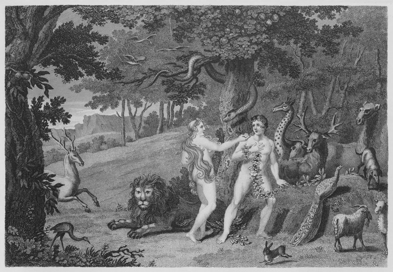 O Fruto Proibido, Génesis, III, 6 (gravura) de English School