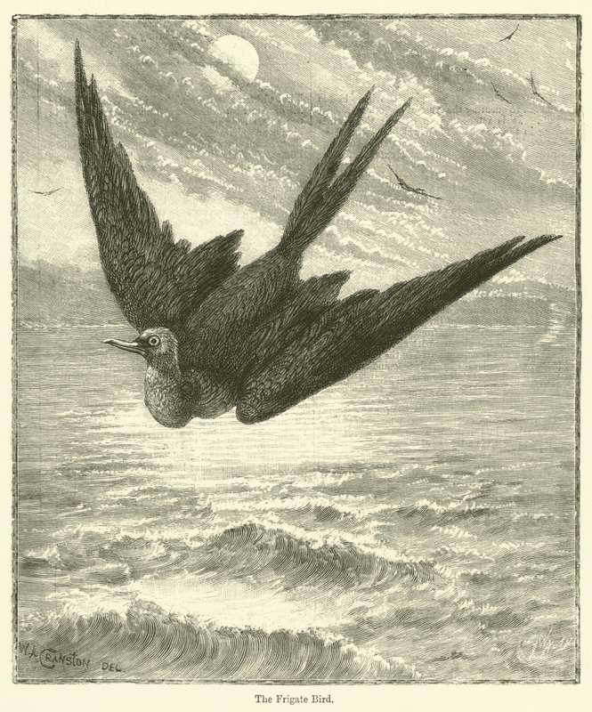 A Fragata (gravura) de English School