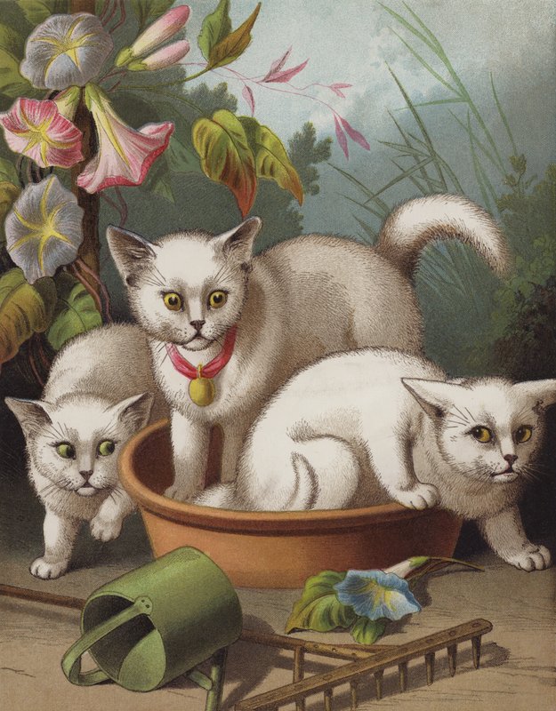 Os gatinhos assustados (chromolitho) de English School