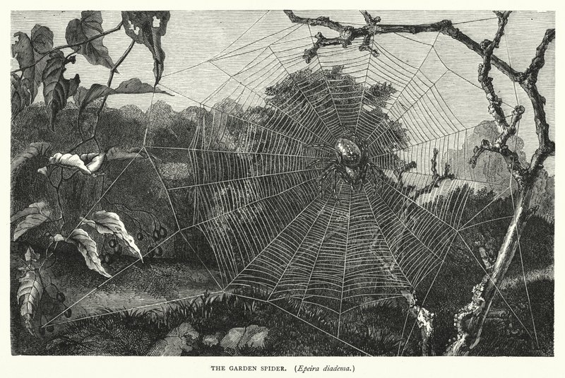 A aranha de jardim, Epeira diadema (gravura) de English School