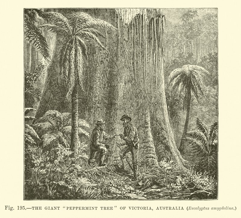 A árvore gigante Peppermint de Victoria, Australlia, Eucalyptus amygdalina de English School