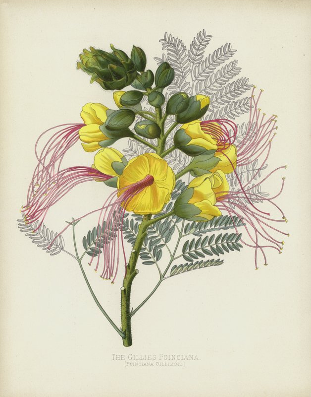 O Gillies Poinciana, Poinciana Gilliesii de English School