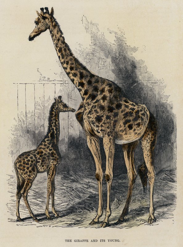 A Girafa e os seus Jovens (gravura colorida) de English School