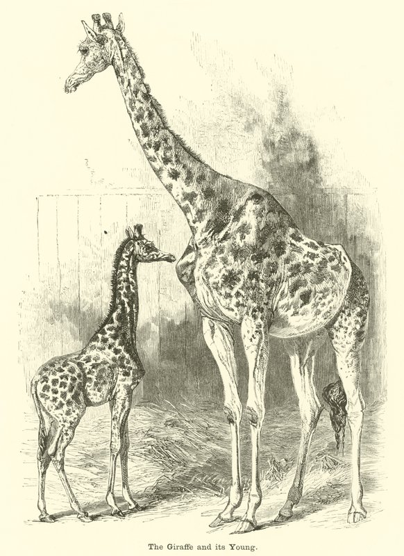 A girafa e seus filhotes de English School